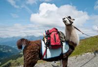 Wandern und Bergsteigen in Zell am See-Kaprun